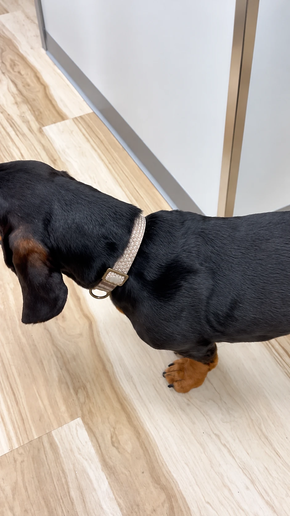 Black-and-tan dog wearing a collar inside the pet clinic